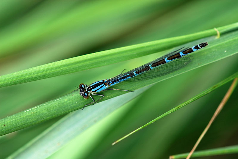 Enallagma cyathigerum